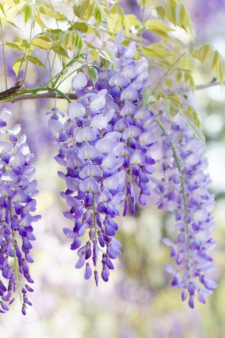 Sapphire Skies Eternal Blossom Array